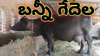 Banni Buffalo details in telugu బన్నీ గేదెలు Call/Whatsapp 6281252046 ,9010861023