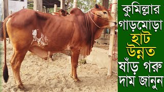 গাড়মোড়া হাট থেকে উন্নত জাতের ষাঁড় গরুর দাম জানুন।।cow market in cumilla