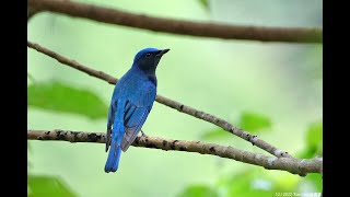 白腹蓝鹟 Blue and white Flycatcher 20221230 Gombak Malaysia