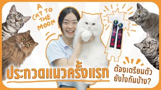 Vlog ประกวดแมวครั้งแรก ต้องเตรียมตัวยังไงกันบ้าง?