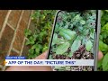 WHAT THE TECH? App of the Day: 'PictureThis' app claims it can identify more than a million plants