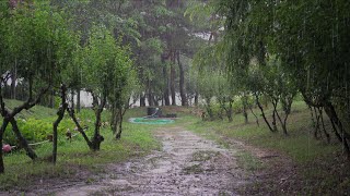 Rainy forest path, Calm Rain Sound for insomnia and sleep, relaxation, meditation Rain Sound ASMR