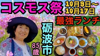 富山県砺波市の魚安でランチ！高級感ある和風の佇まいでシニアも納得！となみ夢の平でコスモス祭10月9日土曜日～10月17日まで夢の世界へ行ってみよう(^^♪