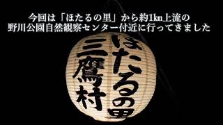 【2021年 都内で見たホタルPart2】昨晩はホタルが数多く見れました！（野川公園自然観察センター付近で撮影）