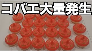 【大量】汚すぎる部屋で大量のコバエホイホイを設置した結果...