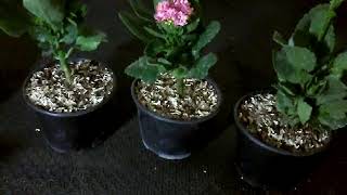 kalanchoe pruning and disinfection