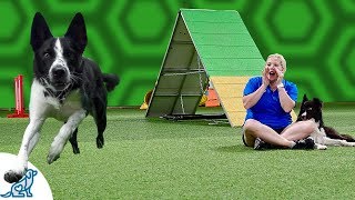Train Your Dog To Come When Called By Making It Fun For Them - Professional Dog Training Tips
