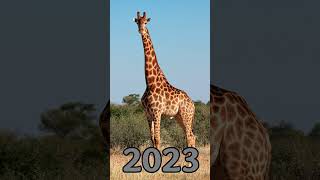 Giraffe Bce 500 ago and now 2023  Asoo Shorts  #amazinginsects #motivateyourself #lizard