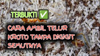 Cara Ambil Telur Kroto Tanpa Digigit Semut Rangrang 😉