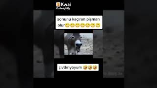 Eşek resmen yıktı