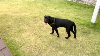 【ドッキリ】飼い主が突然居なくなったらどんな反応する？ラブラドールレトリバー７ヶ月子犬 -Labrador puppy Reaction when the owner disappears-