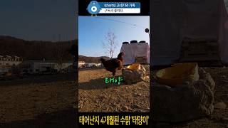 태어난지 4개월된 #수탉 '태양이' #chicken #닭