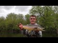 minnesota trout fishing insane action