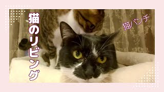 猫パンチ！キャットタワーでくつろぐ猫動画