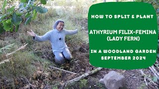 How to Split & Plant Athyrium filix-femina (Lady Fern) in a Woodland Garden