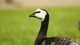 Branta leucopsis 29.6.2015