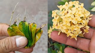 Propagation of ixora from a leaf | How to grow ixora with a leaf