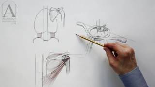 Shoulder Muscles - Anatomy Master Class for figurative artists