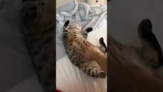 ただお腹を撫でられる猫 #shorts