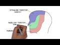 2 minute neuroscience trigeminal nerve cranial nerve v