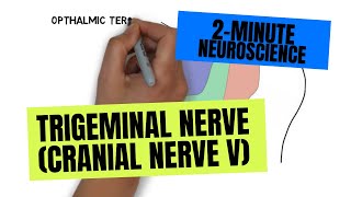 2-Minute Neuroscience: Trigeminal Nerve (Cranial Nerve V)