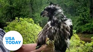 Wildlife officials rescue bald eaglet after it falls from broken nest | USA TODAY