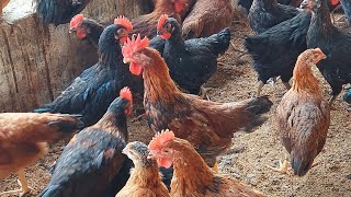 kartik poultry farm  | 60 days kaveri gavran chicken farm