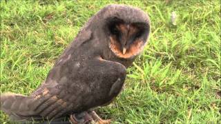 Roofvogel en uilen beurs Spijkenisse