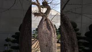 68,00,000 Rs CHORISIA INSIGNIS TREE AGE 200+ YEARS