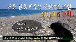 처음 🐔닭을 키우기 시작하는 사람들을 위한 🕵💵👍팁 6가지