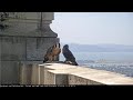 Peregrine Falcon dive caught on UC Berkeley Falcon Cam