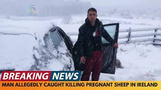 BREAKING NEWS: FOREIGN MAN ALLEGEDLY CAUGHT KILLING PREGNANT SHEEP IN IRELAND