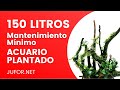 ACUARIO PLANTADO fácil con mantenimiento MÍNIMO 🌱