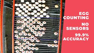 Egg Counter for Conveyor Belt — 99.9% Accuracy, No Expensive Sensors