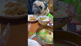 【パグ】食いしん坊や。 #パグ #pug #shorts #日常 #癒し #犬のいる暮らし