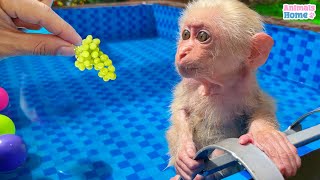 Baby monkey Obi plays happily in the pool with Amee & eats watermelon