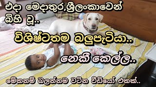 අනේ එයාලගේ ආදරය..සදම් පුතයි,නෙකීබබයි...