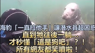 海豹「一直拉他手」让潜水员超困惑，直到牠往后一躺…才秒懂「这是狗吧」？！所有网友都笑喷啦！