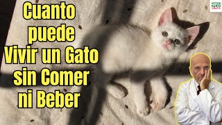 🆘¿CUANTO PUEDE VIVIR UN GATO SIN COMER NI BEBER?🆘