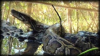 Alligator Attacks Python 09 Music