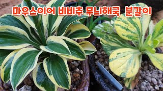 #마우스이어 비비추 #무늬해국 분갈이하기  #흙배합