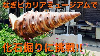 化石堀りをやってみたら…たくさんの化石が‼