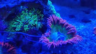 Flower Anemone Spawning