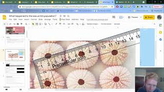 Measuring Urchins
