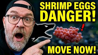 Shrimp Eggs in Danger! Here's How to Save Them