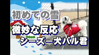 （初めての雪）雪だ！散歩に行こう！！～シーズー犬バル君の初体験～