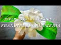 SERIES 1- PAPER FLOWERS EPISODE 4: FRANGIPANI / PLUMERIA