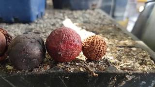 How to Prepare Western Australian Sandalwood Nuts and Quandong Seeds for Planting