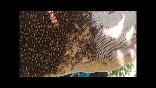 Honey Harvesting Desi style