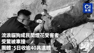 流浪貓狗成民間煙花受害者　受驚被車撞　團體：5日收逾40具遺體｜01新聞｜屯門｜煙花｜炮仗｜爆竹